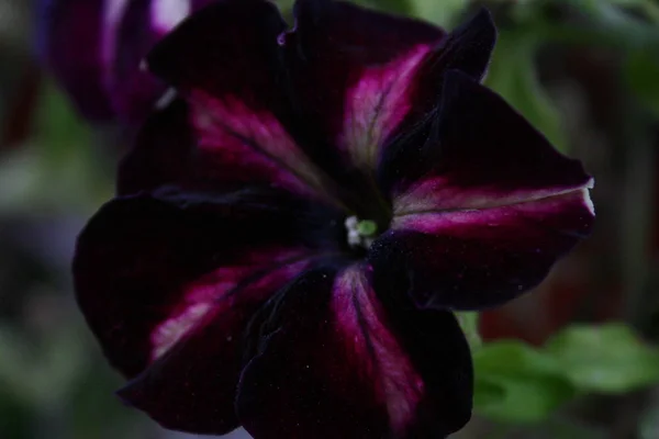 Fleur Rouge Dans Jardin — Photo