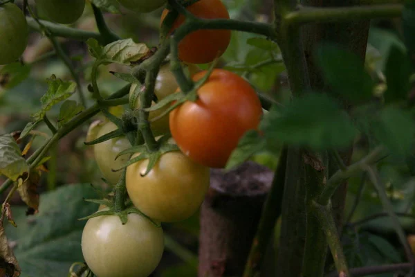 花园里的绿色西红柿 — 图库照片