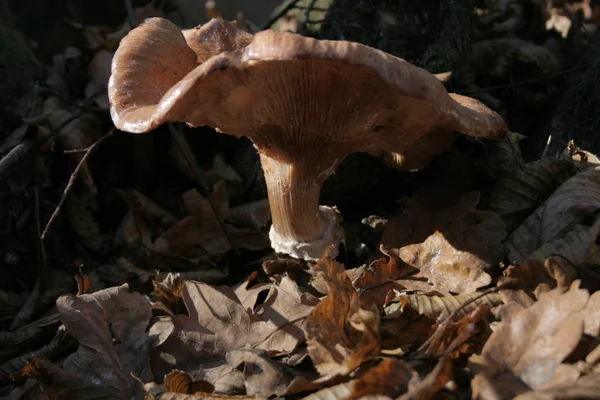 Ein Pilz Herbstlichen Wald — Stockfoto