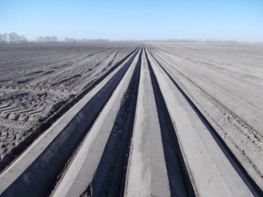 patates dikimi; Birleştirmek; 