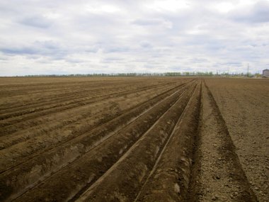               alan, mısır kulakları, hasat, biçme, çiftçi, kırsal traktör, birleştirmek, tarım makineleri                                               