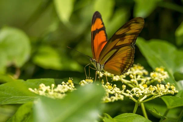 The yellow flower is very beautiful, the butterfly stays on its body.