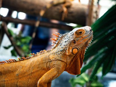 İguana iguana ahşap üzerine
