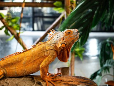 İguana iguana ahşap üzerine