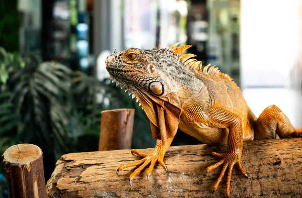 İguana iguana ahşap üzerine