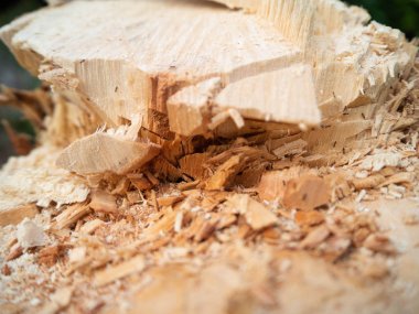 Ağaç kesme Kesme Ahşap doku Bahçe ev Tayland