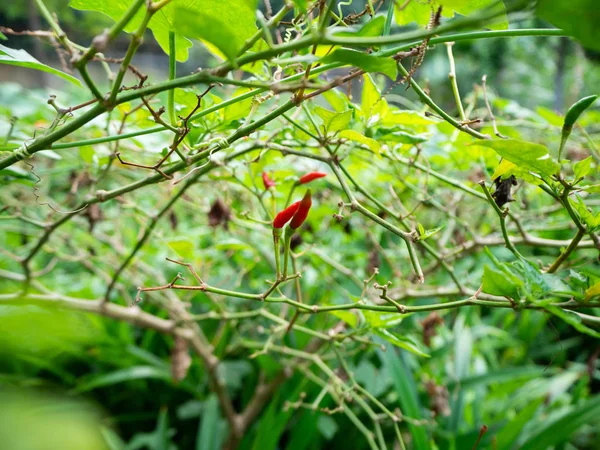 Red Chili Tree Garden Home Tajlandia — Zdjęcie stockowe