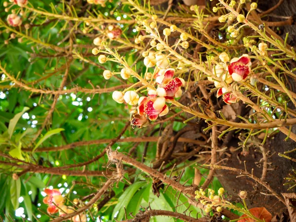 花の名前は 寺院バンコクタイのショアロバストです — ストック写真