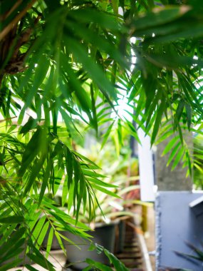 Bambu arka plan, Yeşil yaprak doğa, Asya 