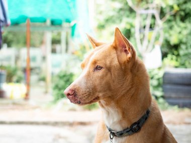 Genç crossbreed köpek Portresi, bir şey bak, Işık ile parlar