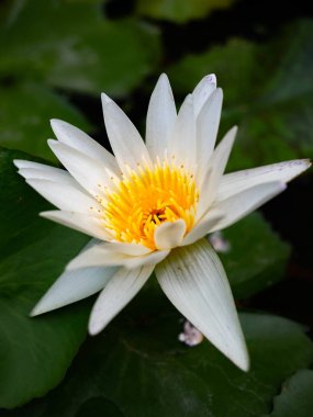 Böcek ve yeşil yaprak ile Güzel Beyaz Lotus Çiçek