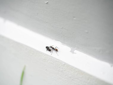 Siyah karınca Fight karınca, Battel duvar evi, Hayvan doğa, Peyzaj, Beyaz Arka Plan