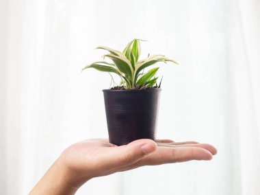 Elde Bitkiler,Yetişkin,Hedef izle,Yeşil,Açık Sıcak beyaz,Saksı siyahı,Arka Plan,Doku,Doğa