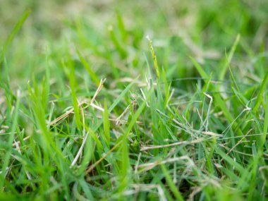 Kiremit kaplı zeminde güneş ışığı, güneş perdesi, malzeme beyazı, arka plan, sabah...