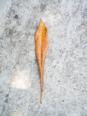 Sri Nakhon Khuean Khan Park 'ta ve Bangkok Tayland' daki Botanik Bahçesi 'nde yol yüzeyine kuru yapraklar konuldu.