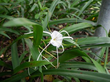 Beyaz çiçek güzel çiçek, yeşilde doğa, Arkasında iz bırakıyor, Sri Nakhon Khuean Khan Park 'ta ve Bangkok Tayland' daki Botanik Bahçesinde