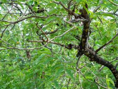 Şehrin göbeğindeki orman, ağaç rengi yeşil doğa temiz hava üretiyor Bangkok Tayland 'daki Sri Nakhon Khuean Khan Park ve Botanik Bahçesi' nde.