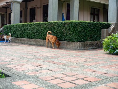 Parkta yiyecek arayan köpekler, Pet şirin, arkasında Tayland binası, Bangkok Tayland 'daki Sri Nakhon Khuean Khan Parkı ve Botanik Bahçesi.