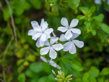 Beyaz çiçek güzel çiçek, yeşilde doğa, Arkasında iz bırakıyor, Sri Nakhon Khuean Khan Park 'ta ve Bangkok Tayland' daki Botanik Bahçesinde