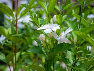 Beyaz çiçek güzel çiçek, yeşilde doğa, Arkasında iz bırakıyor, Sri Nakhon Khuean Khan Park 'ta ve Bangkok Tayland' daki Botanik Bahçesinde