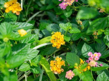 Pembe ve sarı çiçekler güzel çiçek, yeşilde doğa, geride bıraktığımız arka plan, Sri Nakhon Khuean Khan Parkı ve Bangkok Tayland Botanik Bahçesi