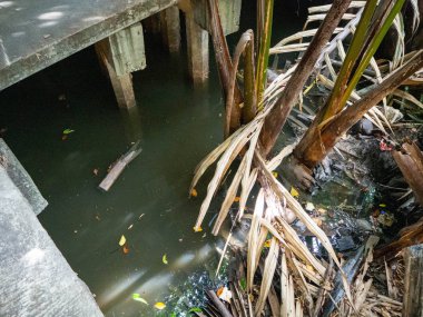 Ağaç ismi Nipa palmiyesi, Baskın özelliği Barbed Slender gövdesi yeşil ve suyu seviyor, Ayı meyvesi kahverengisi, Bangkachao Tayland pazarında