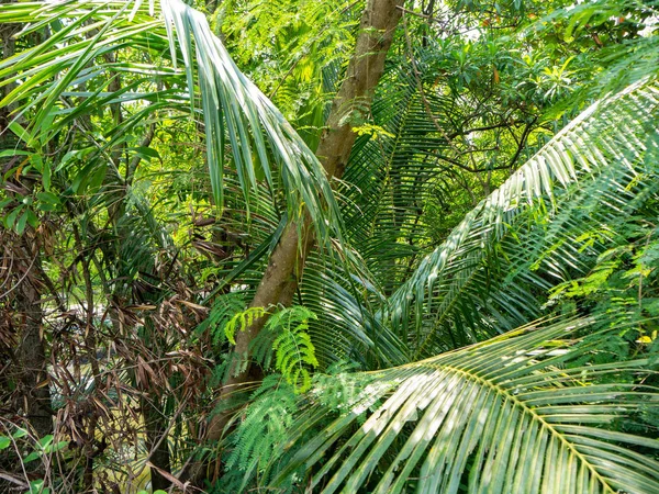 Forest in heart of the city,Tree color green,Nature makes fresh air,At Sri Nakhon Khuean Khan Park and Botanical Garden in Bangkok Thailand