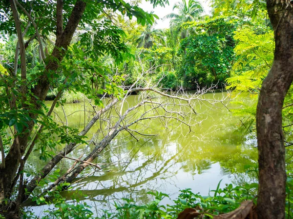 Suche Gałązki Rzece Ogród Jest Las Pokaż Obfite Sri Nakhon — Zdjęcie stockowe