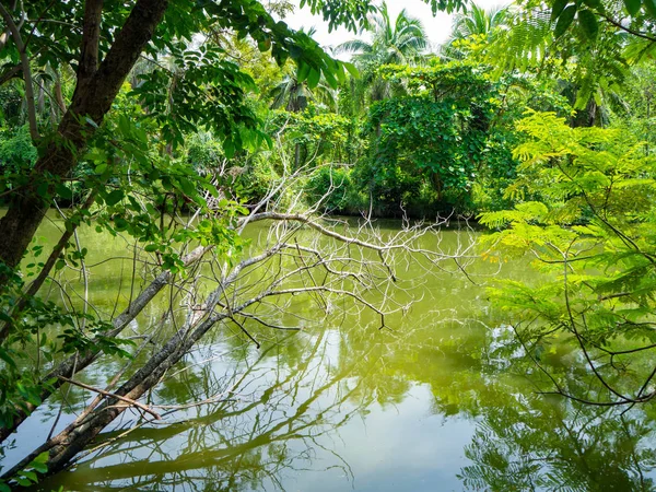 Ramas Secas Jardín Del Río Detrás Está Bosque Mostrar Abundante — Foto de Stock