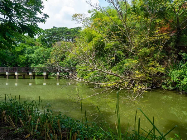 Ramas Secas Jardín Del Río Detrás Está Bosque Mostrar Abundante — Foto de Stock