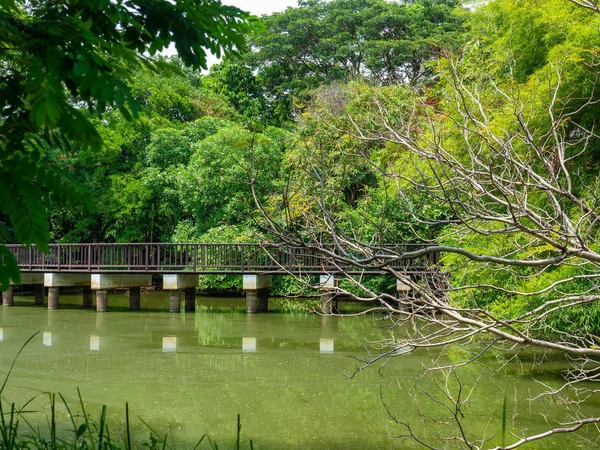 Ramas Secas Jardín Del Río Detrás Está Bosque Mostrar Abundante — Foto de Stock