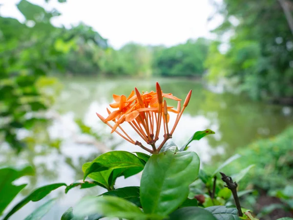 Orange spike flower,Behind is river view,Leaf color green,At Sri Nakhon Khuean Khan Park and Botanical Garden in Bangkok Thailand