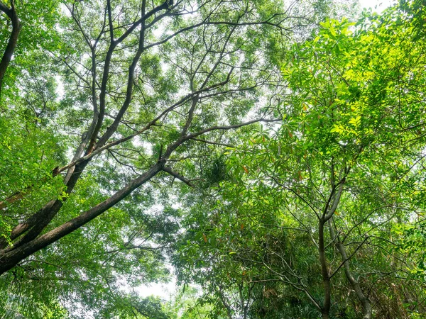 Forest in heart of the city,Tree color green,Nature makes fresh air,At Sri Nakhon Khuean Khan Park and Botanical Garden in Bangkok Thailand