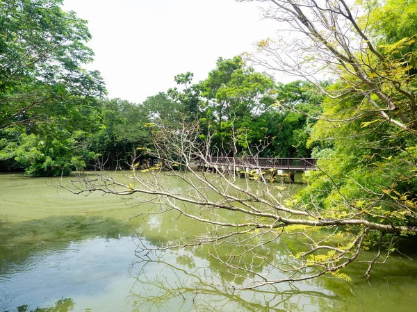 Ramas Secas Jardín Del Río Detrás Está Bosque Mostrar Abundante — Foto de Stock