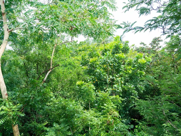 Las Samym Sercu Miasta Drzewo Kolor Zielony Natura Sprawia Świeże — Zdjęcie stockowe