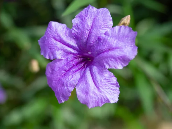 Violett Blomma Vacker Blomma Natur Grönt Löv Bakom Bakgrunden Sri — Stockfoto