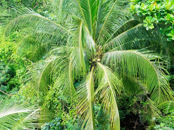 Ormanda hindistan cevizi ağacı, Konik yapraklar, Bangkok Tayland 'da Sri Nakhon Khuean Khan Parkı ve Botanik Bahçesi' nde