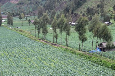 Ranu Pane Lumajang kırsal atmosferi, Doğu Java, Endonezya
