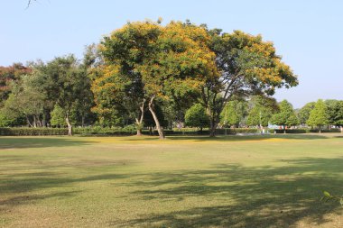 Kırsalda büyük bir ağaç