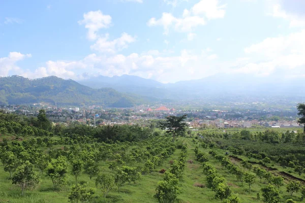 Atmosphere Plantation Batu City East Java Indonesia — Stock Photo, Image