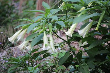 Kırsalda büyük bir ağaç