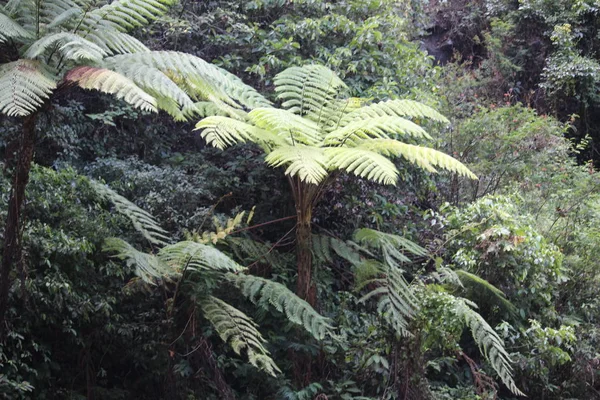 Árbol Grande Campo —  Fotos de Stock