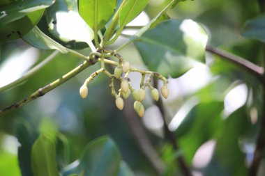 plajda kır çiçekleri