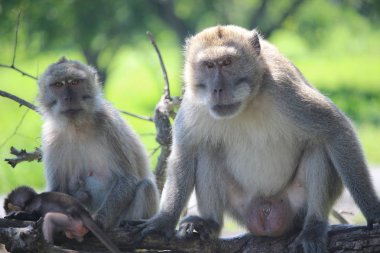 Ulusal parkta oynayan maymunlar Baluran Doğu Java Endonezya