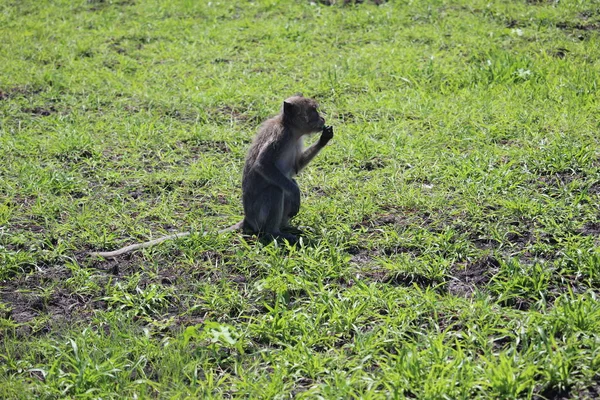 Μαϊμούδες Που Παίζουν Στο Εθνικό Πάρκο Baluran Ανατολή Java Ινδονησία — Φωτογραφία Αρχείου