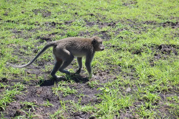 Monkeys Playing National Park Baluran East Java Indonesia — 스톡 사진