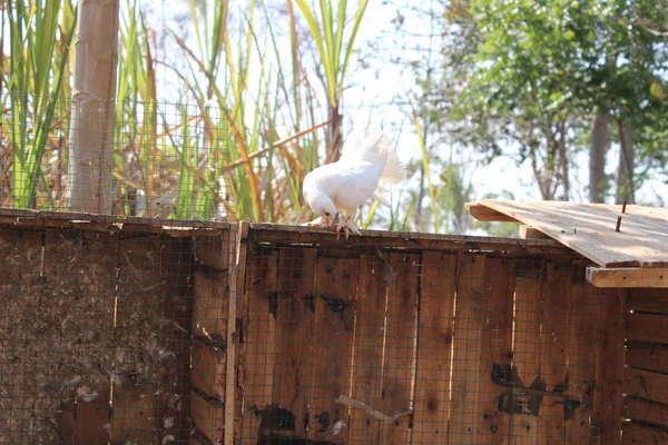 Weiße Tauben Rande Der Landschaft — Stockfoto