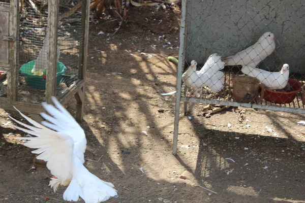 Kırsal Kesimde Beyaz Güvercinler — Stok fotoğraf