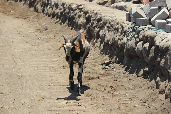 Koza Szuka Pożywienia Drodze — Zdjęcie stockowe