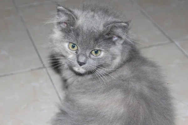 Perzische Angora Katten Dagdromen Toekomst — Stockfoto